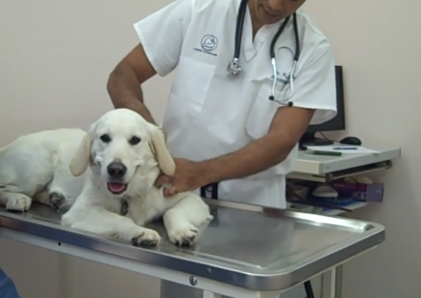 acupuncture, Vétérinaire Coppet, Veterinaire Coppet, Coppet Veterinaire, Coppet Vétérinaire, cabinet vétérinaire Coppet, cabinet veterinaire Coppet, clinique vétérinaire Coppet, vétérinaire de Garde Coppet,veterinaire de Garde Coppet, Cabinet Vétérinaire International