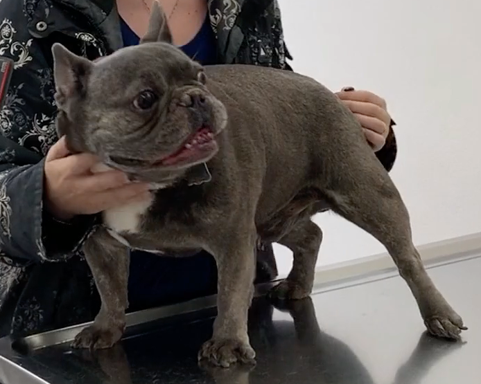 Husko, Vétérinaire Coppet, Veterinaire Coppet, Coppet Veterinaire, Coppet Vétérinaire, cabinet vétérinaire Coppet, cabinet veterinaire Coppet, clinique vétérinaire Coppet, vétérinaire de Garde Coppet,veterinaire de Garde Coppet, Cabinet Vétérinaire International