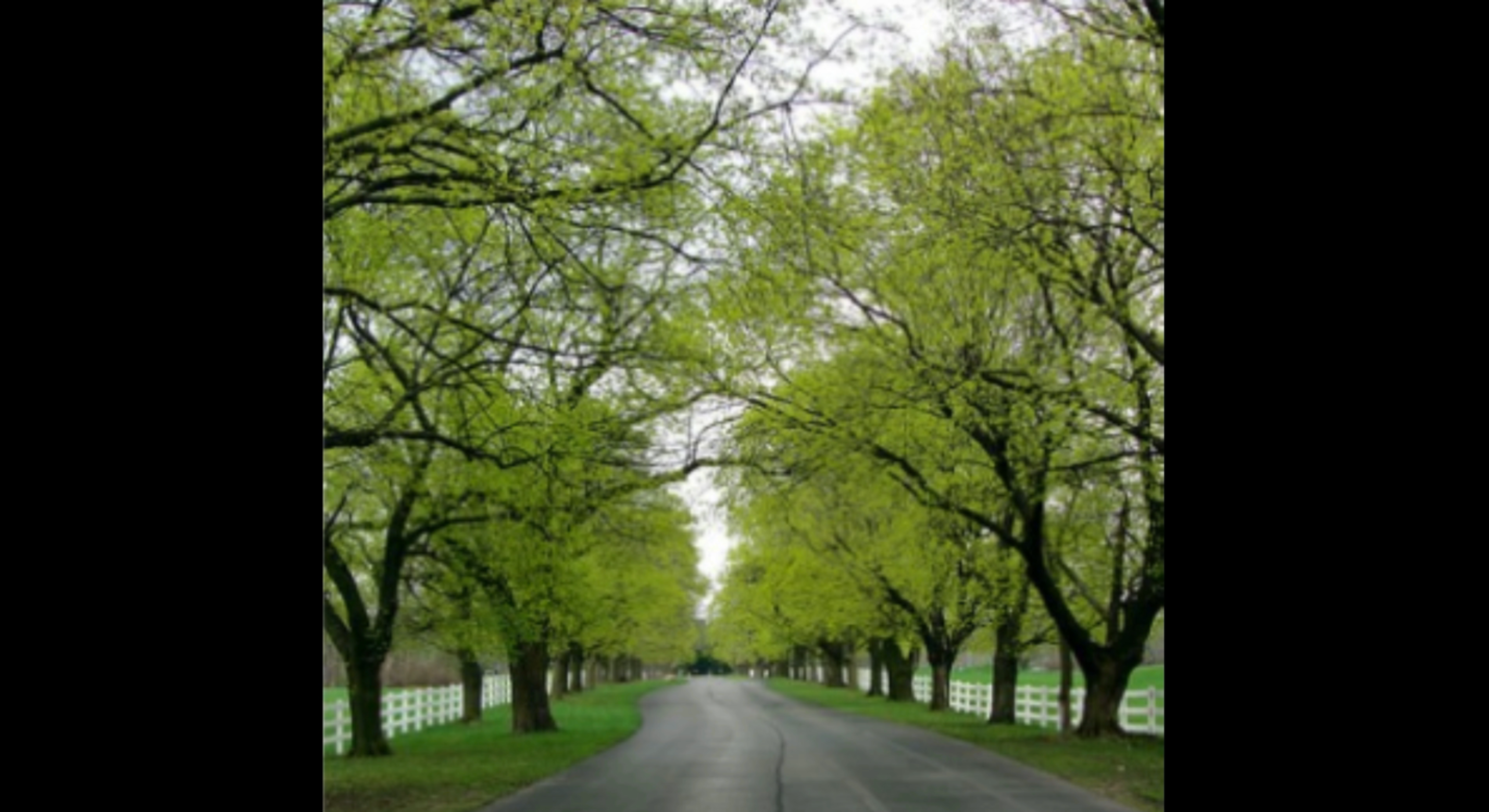 green trees